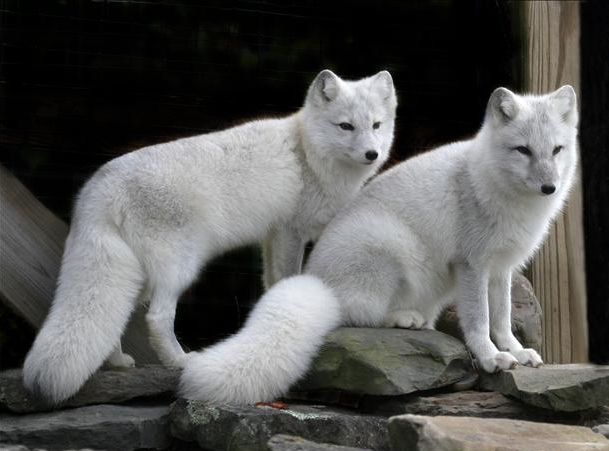 wildsz casino Online